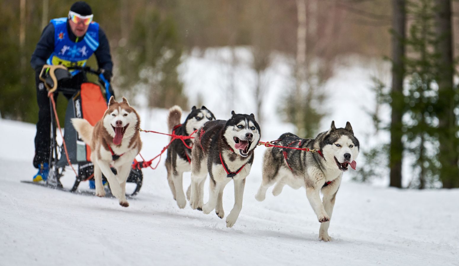  trineo de huskies en laponia